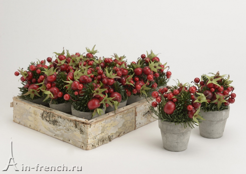 Цветы ручной работы Комн. растение Барбарис Celestine в стиле Прованс за 1 200 руб.