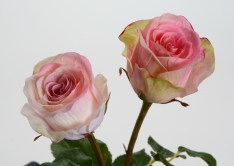 Роза / 2 расцветки