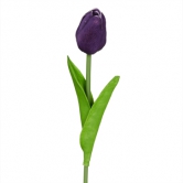 Тюльпан, темно-фиолетовый