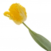 Цветок искусственный "Тюльпан"
